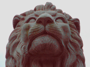 lion