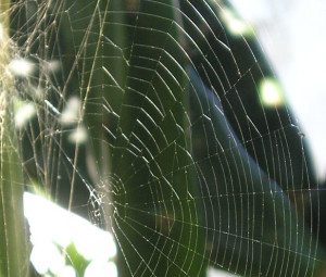 Spider Web